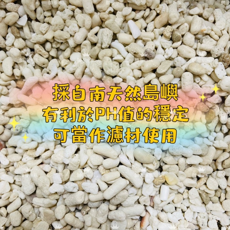 帥哥水族【菲律賓】 精選珊瑚過濾底石《1kg》珊瑚石 海水缸 水族 過濾 魚缸底砂 沙子 砂 濾材 珊瑚 過濾