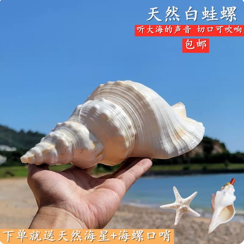 ۩天然超特大海螺可吹響號角法器法螺號道士角螺大白哇螺大貝殼海星魚缸造景招財件結緣