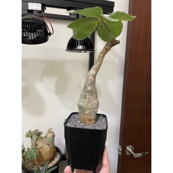 象足漆樹的價格推薦 22年11月 比價比個夠biggo