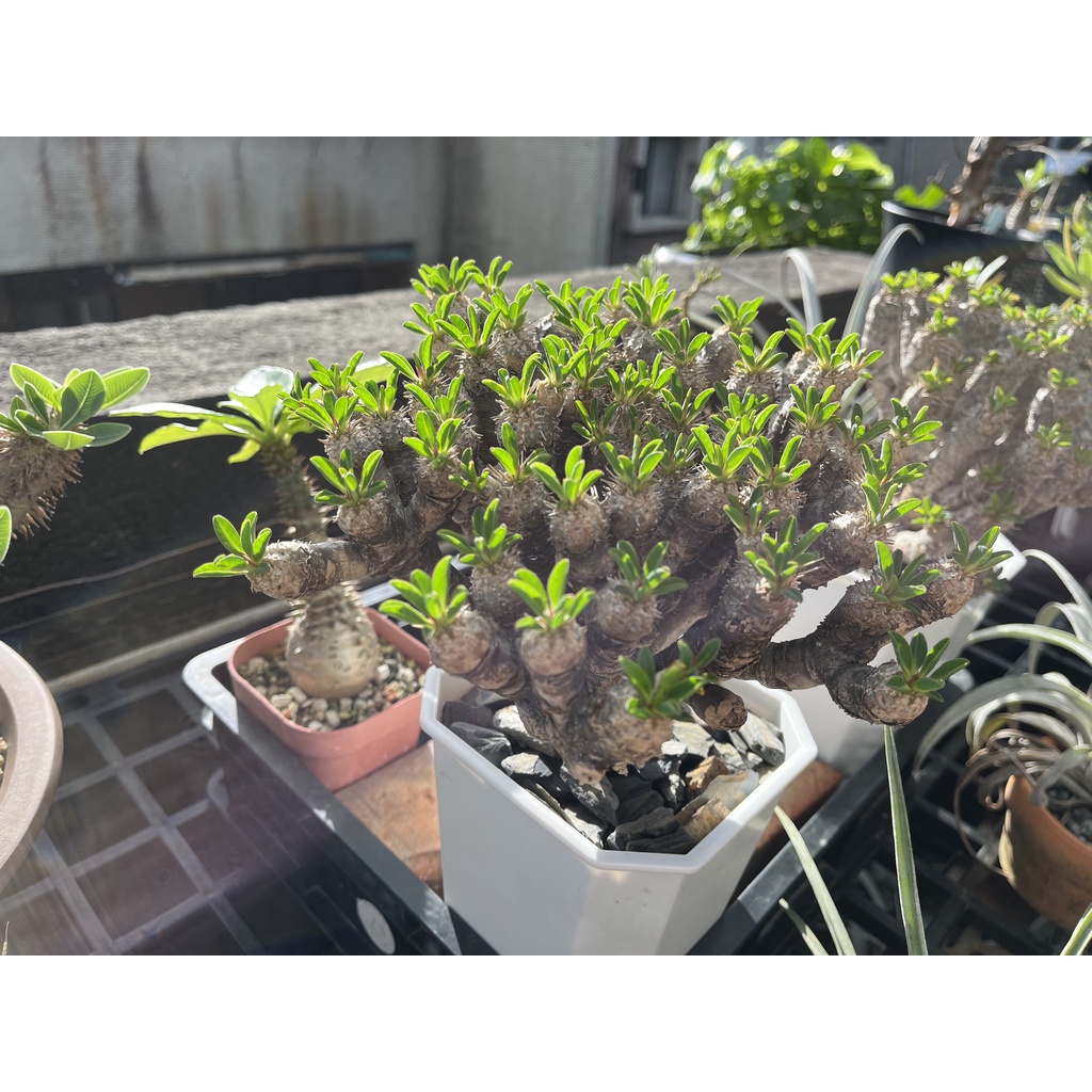 原產穩根鬼棲閣 Euphorbia guillauminiana/大戟科/塊根植物
