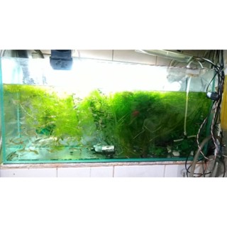 金魚藻 優惠推薦 22年10月 蝦皮購物台灣