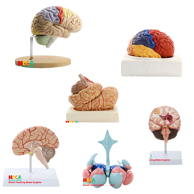 人體大腦模型 腦血管模型 腦功能區域色分模型 大腦解剖器官模型 人腦構造 教學用模型
