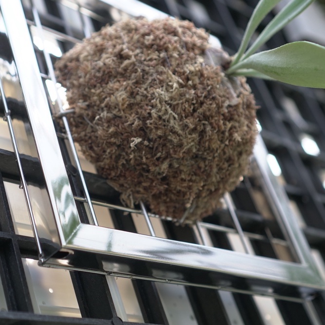 不鏽鋼相框板 不鏽鋼網片 鹿角蕨 鹿角蕨上板 簡約網片 園藝 園藝資材【阿金的便秘花園】