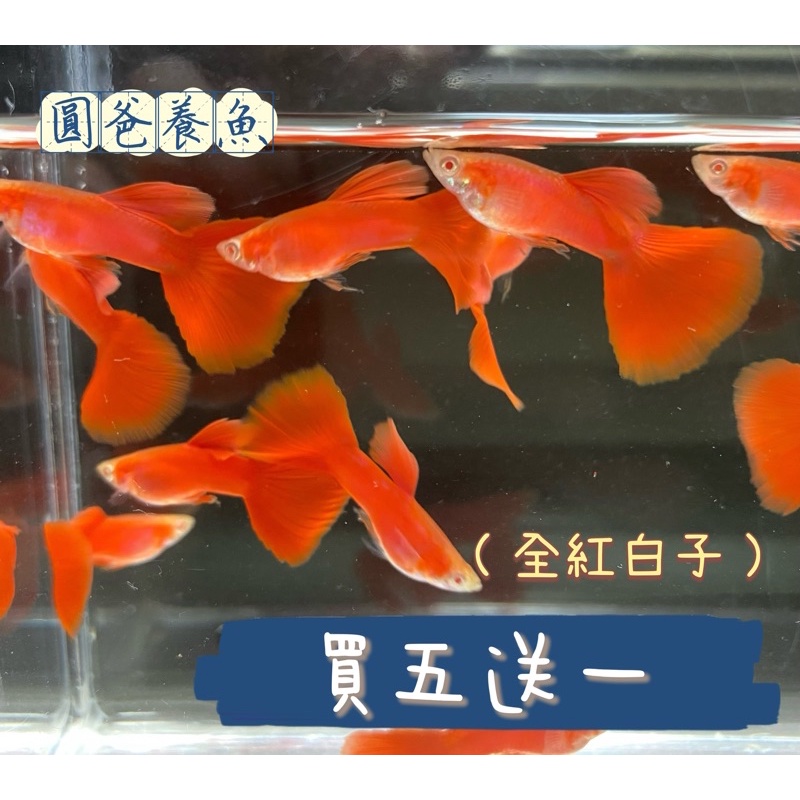 「圓爸養魚」孔雀魚《純品係 》全紅白子孔雀模型1:1.一對100$ 「公+母」，不挑魚，買五對送一對