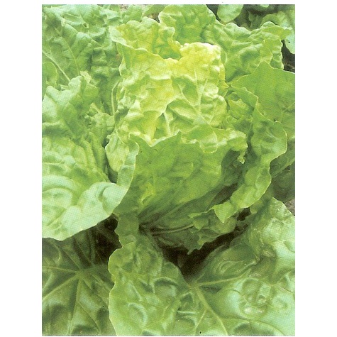 【1磅裝蔬菜種子P067】沙拉白菜，生菜沙拉專用的白菜品種，甜脆可口又少纖維！