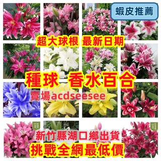 球根花卉優惠推薦 22年10月 蝦皮購物台灣