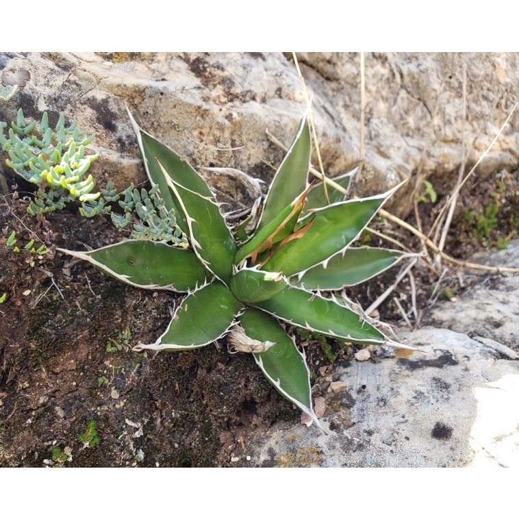 ｜GM龍｜種子｜龍舌蘭｜Agave garciae-mendozae ｜