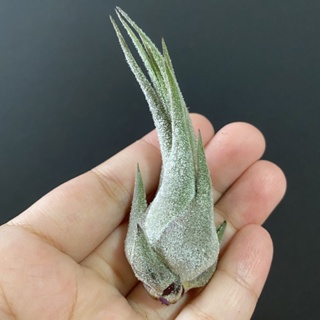 空氣鳳梨 犀牛角 Tillandsia seleriana