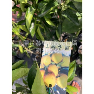 ☆萬花叢★水果苗【雞蛋柳丁(嫁接苗)】★4吋黑軟盆★25-50cm☆