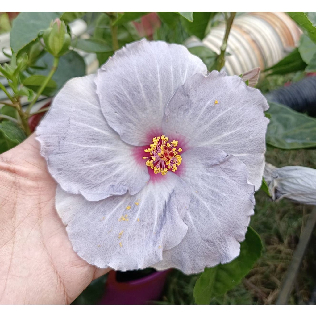 5吋盆 「卡托紫扶桑花 - 紫灰色新品種扶桑花盆栽 新品種朱槿盆栽」 季節限定，不是隨時都有！先問清楚，不要直接下標