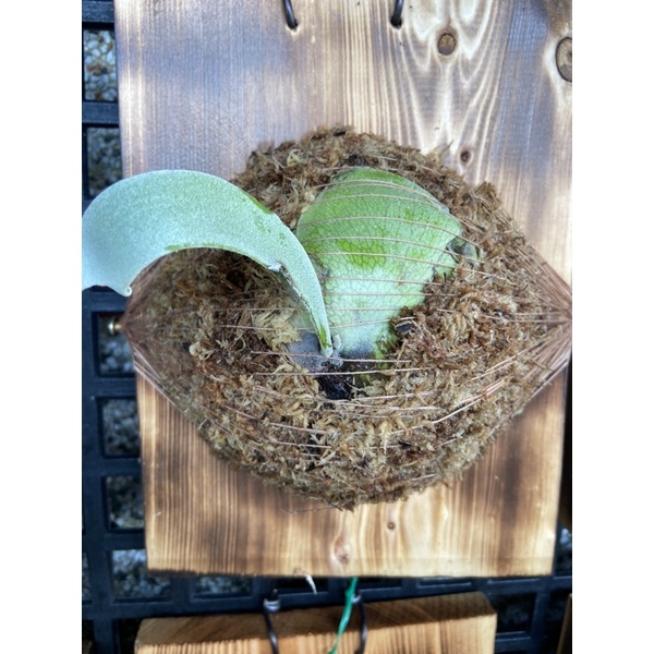 鹿角蕨-🌙爪哇月光P. willinckii cvMoonlight側芽上板-植物-文青IG、蕨類植物、雨林天南星科