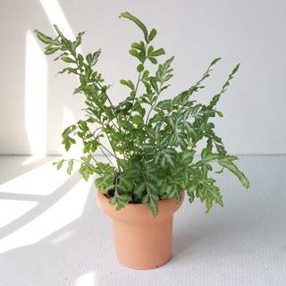 植栽 盆栽 l 銀脈鳳尾蕨 冰淇淋杯陶盆 蕨類植物 室內室外好照顧/辦公室盆栽 開幕盆栽 室內盆栽 桌上盆栽 手工