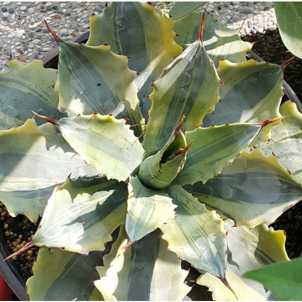 ~龍舌蘭~【怒雷神錦】  agave 一物一拍