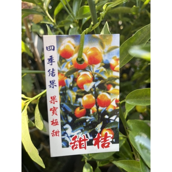日本甜桔/永吉種苗園