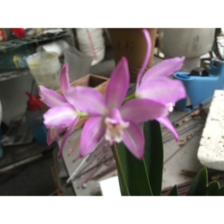 Laelia ghillanyi