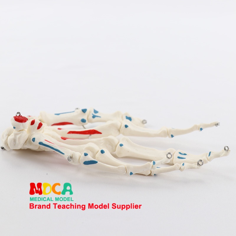 醫學人體手關節模型 1:1大小手骨肌肉起止點標識手骨解剖模型人體骨骼模型