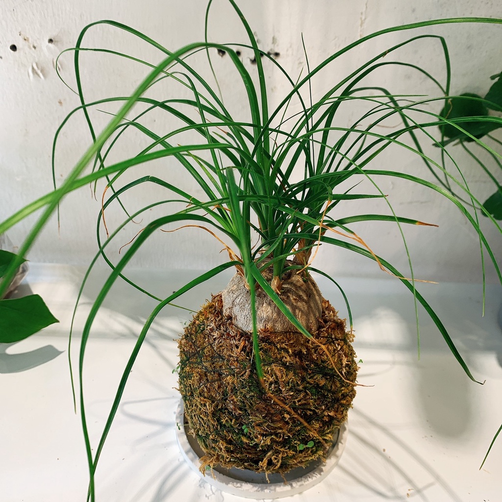 「有植氛圍」日式苔球辦公室最佳療癒的植物 苔玉 酒瓶蘭