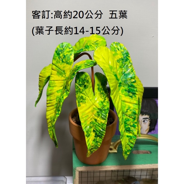 客訂商品超大盆斑葉橘梗綠蔓絨