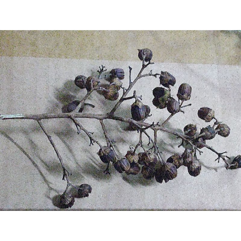 白色小花紫薇 種子，蒴果，DIY手作素材，已乾燥，買5送1特惠中