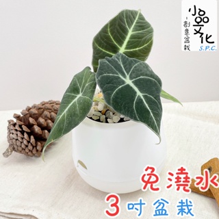 【小品文化】黑絲絨觀音蓮【現貨】3吋雪胖免澆水盆栽 室內植物 辦公室盆栽 懶人盆栽 水培植物 水培盆栽 室內盆栽