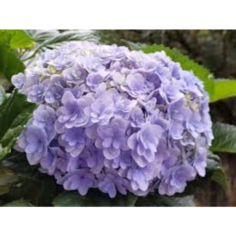 超人氣品種 繡球花 紫陽花 八仙花 花手鞠手鞠手鞠手鞠 球型 蝦皮購物