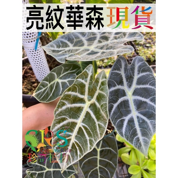 亮紋華森 觀音蓮  Alocasia watsoniana 華生 雨林 觀葉 天南星﹝CarnivoRUs 珍奇植物﹞