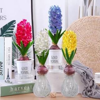 水培花 園藝植作優惠推薦 居家生活22年10月 蝦皮購物台灣