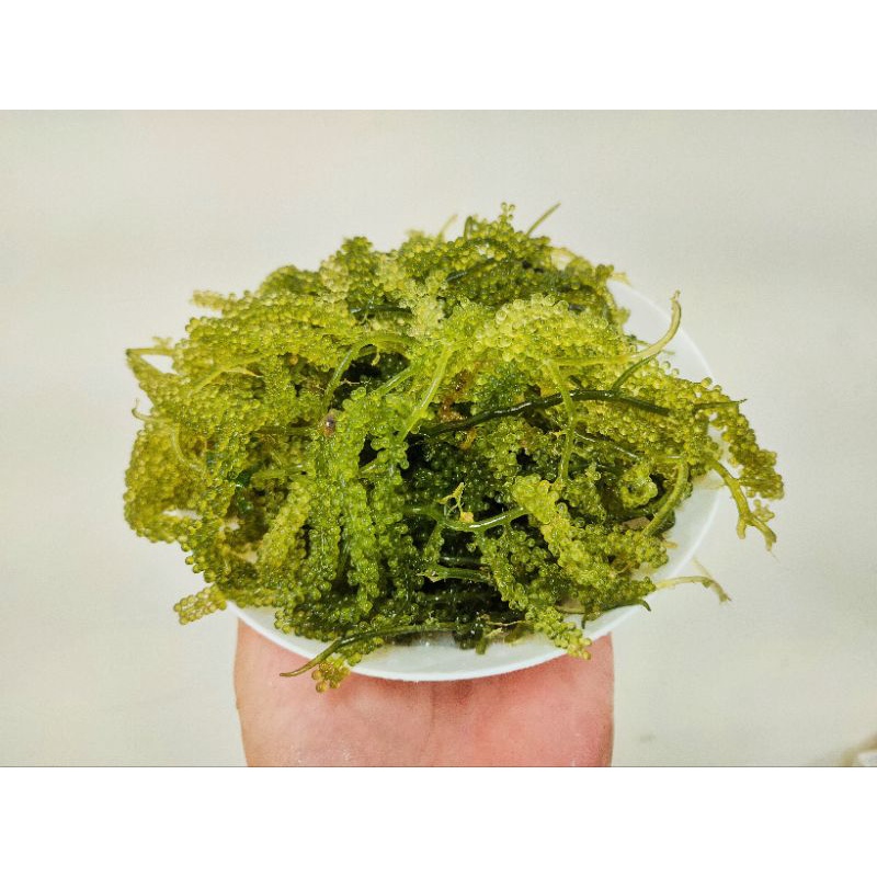 海葡萄 觀賞藻  海膽及食藻性生物食物 吸收氨氮  淨化水質