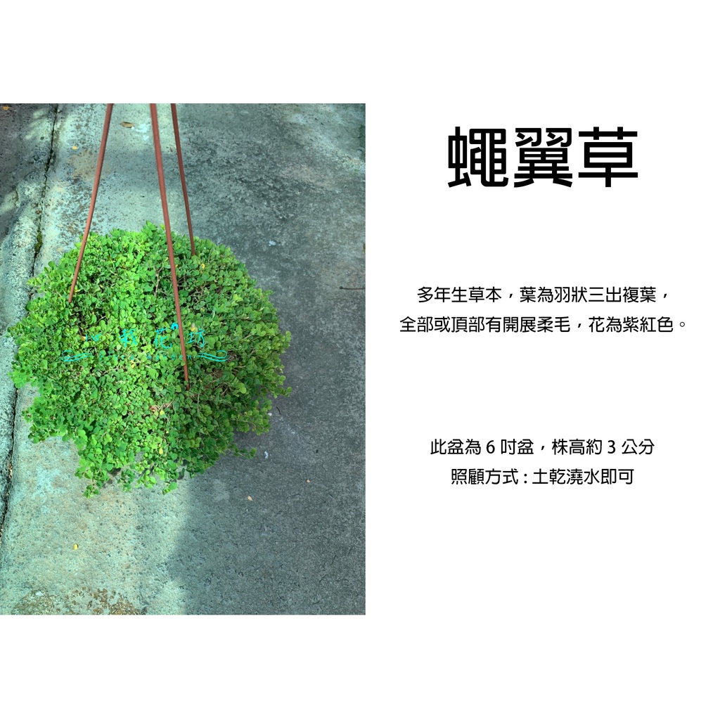 心栽花坊-蠅翼草/三點金草/6吋/綠化植物/售價150特價120