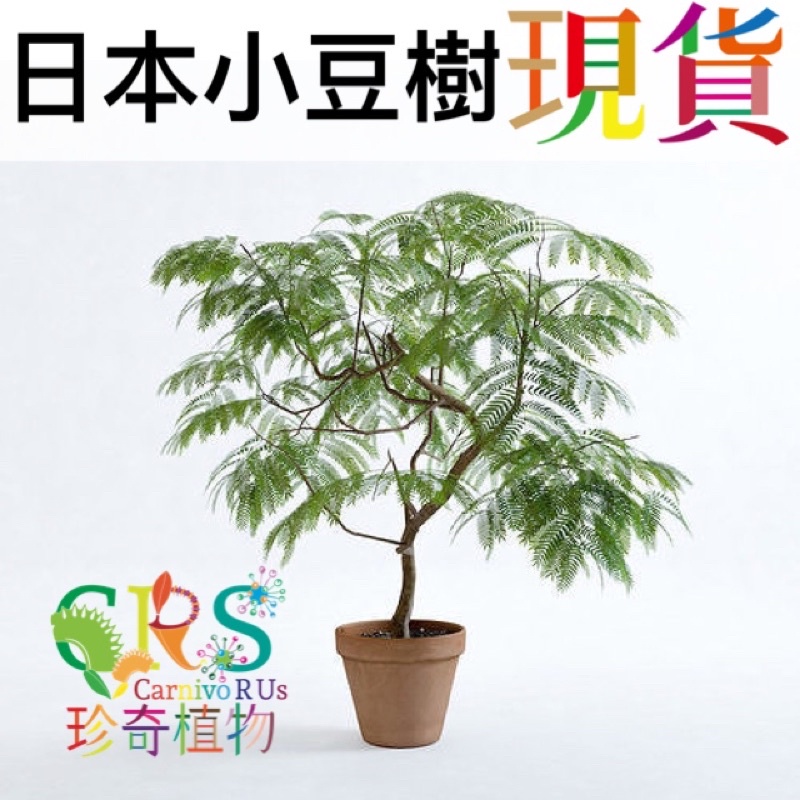 小豆樹 螢之木 童話樹 日本小豆樹 雞髯豆樹 含羞樹 室內植物 密葉猴耳環 觀葉 雨林 植物 珍奇植物