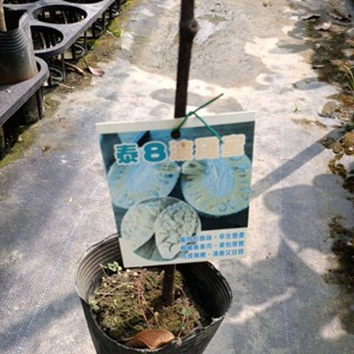 觀霖園藝 泰8波羅蜜嫁接苗高度60公分/水果樹苗/新興果樹