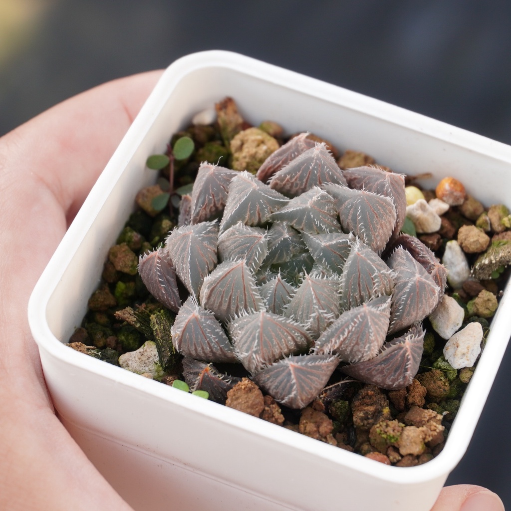 10.24 (鏡球x毛玉露)x毛3 百合科 Haworthia 多肉植物 詠詠多肉