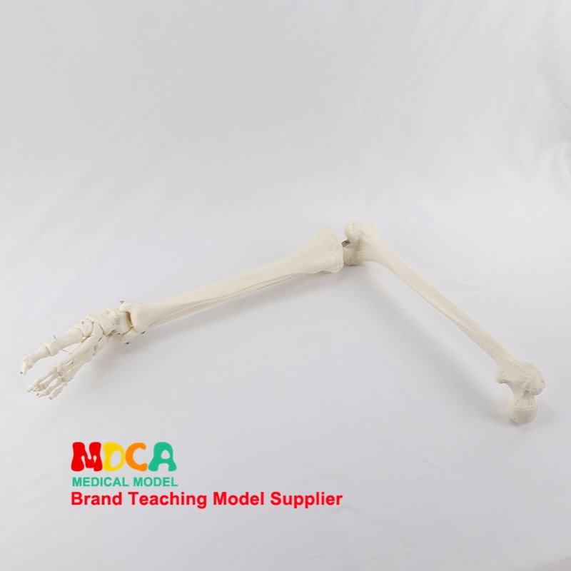 人體手骨模型下肢骨手掌模型帶尺橈骨和肱骨股骨腳骨成人骨骼模型