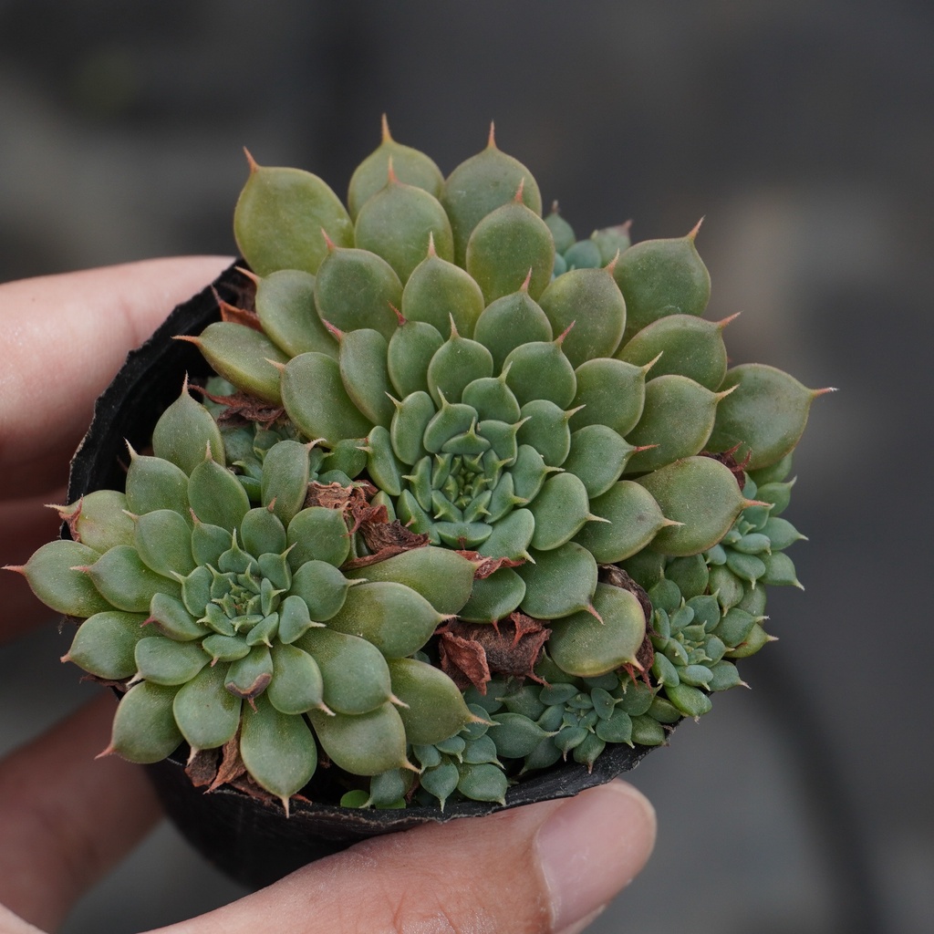 10 17 松果迷你馬景天科echeveria 多肉植物詠詠多肉 蝦皮購物