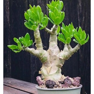 角落玩多肉植物塊根 線上商店 蝦皮購物