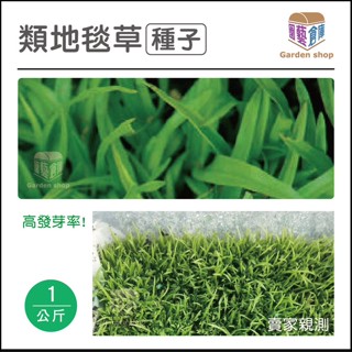 類地毯草種子1kg 草皮種子-大包裝-園藝倉庫