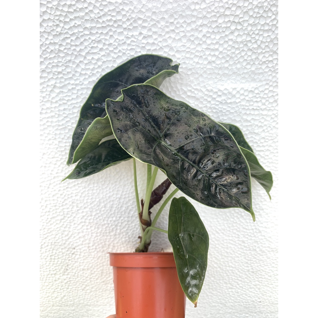 Alocasia azlanii 汶萊之星觀音蓮 /觀葉植物