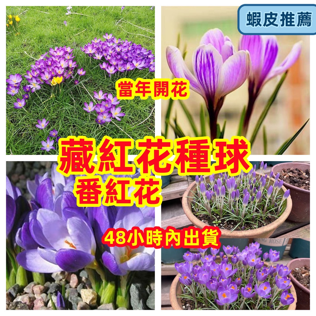 中藥西紅花的價格推薦 22年12月 比價比個夠biggo