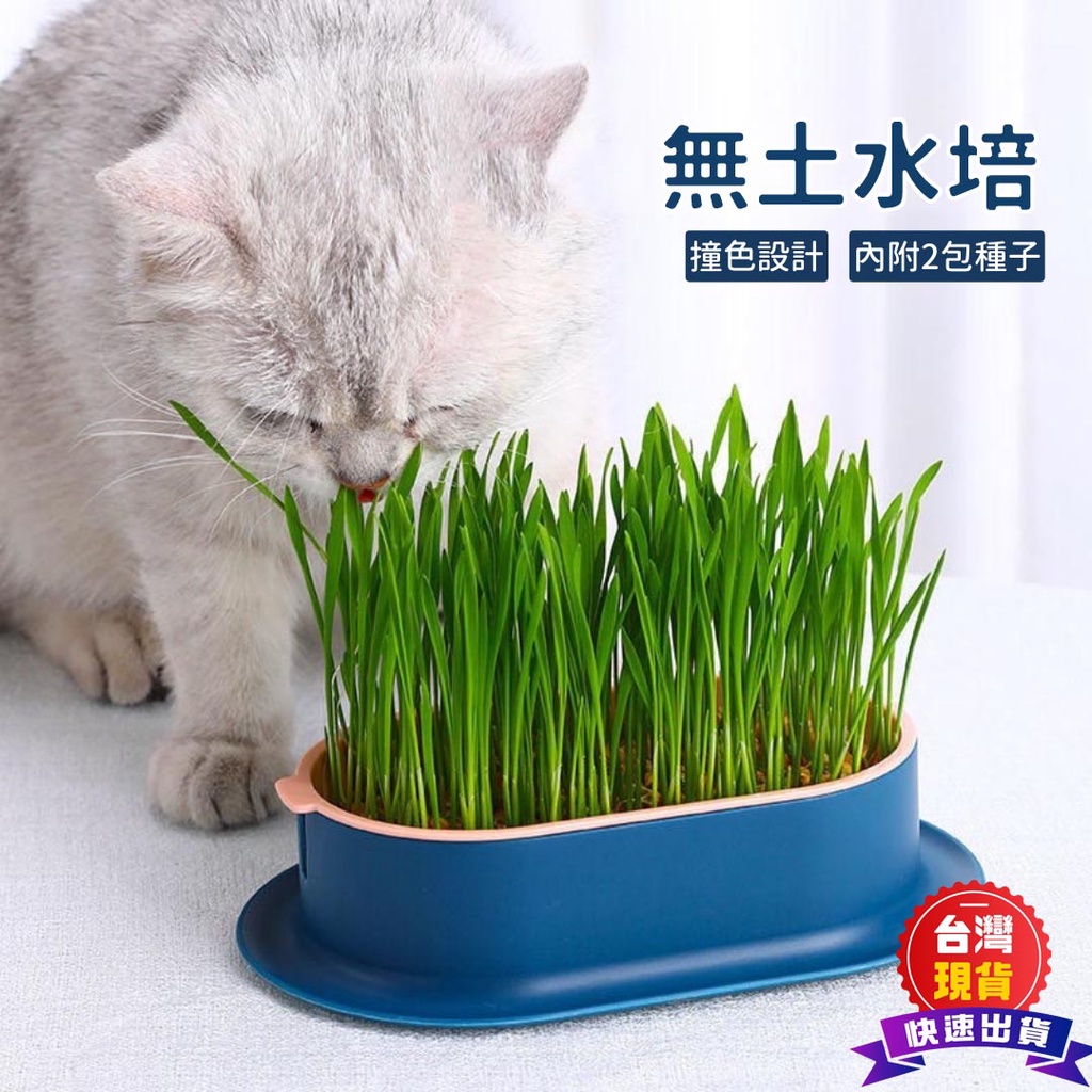 台灣現貨水培貓草水培器水培皿無土貓草無土栽培貓草diy 貓草貓草種植小麥草大麥草貓草組合包小麥