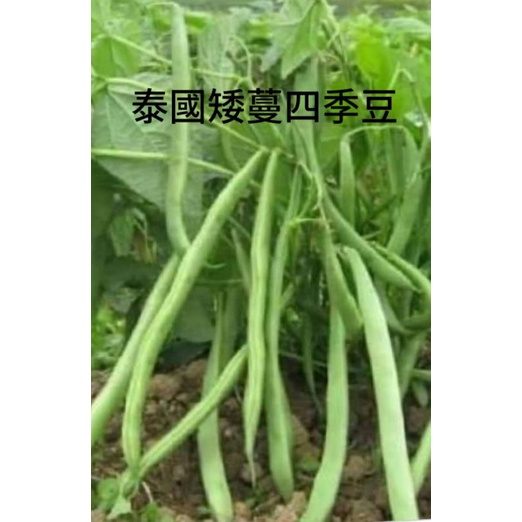 泰國矮蔓四季豆種子30 粒$35