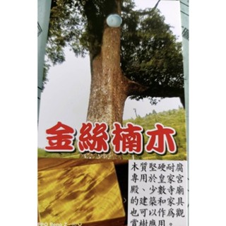 ★綠霖園藝★金絲楠木苗 3.5寸盆 觀賞植物/水果樹苗/新興果樹/果苗/嫁接/植物/盆栽