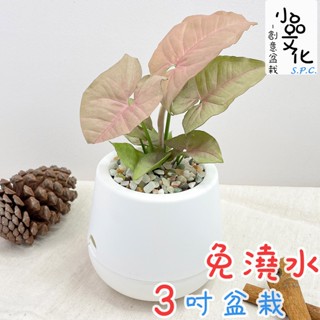 【小品文化】粉紅合果芋【現貨】3吋雪胖免澆水盆栽 室內植物 辦公室盆栽 懶人盆栽 水培植物 水培盆栽 室內盆栽