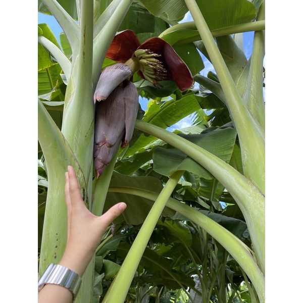 大顆芭蕉花一顆50元 3顆4 5公斤重 香蕉花乾1克1元 新鮮現採banana 蝦皮購物