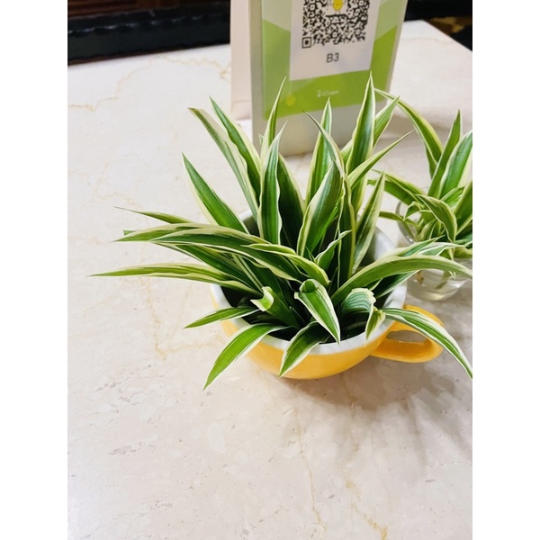 小園丁 吊蘭 折鶴蘭 水耕種植 觀葉植物 多年生植物 可土植 蝦皮購物