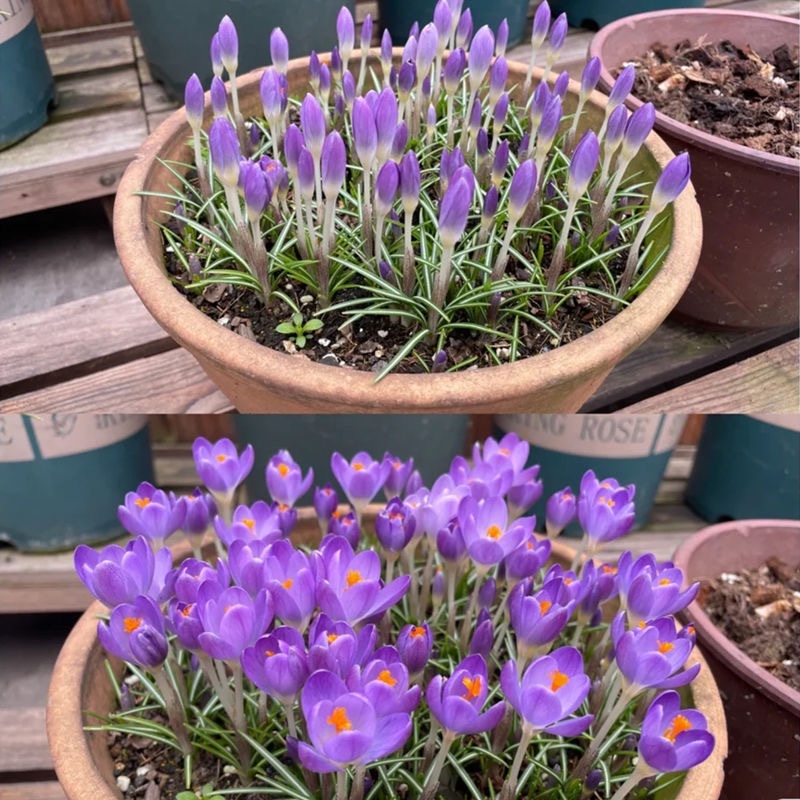 番紅花藏紅花的價格推薦 22年12月 比價比個夠biggo