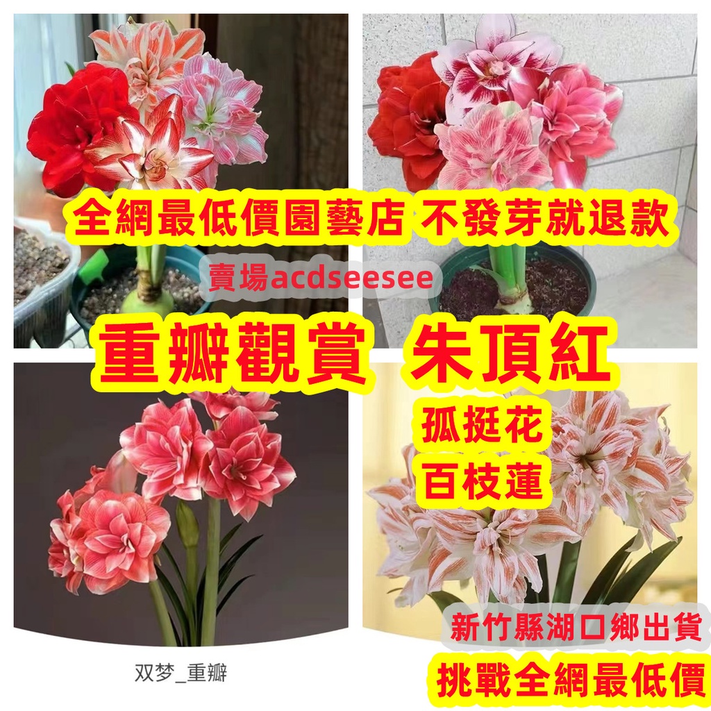 朱頂紅種子沙漠玫瑰新品種 風水花風水樹富貴花室內盆栽種植10粒21元觀賞花卉種子 新竹縣湖口鄉出貨3 5天 蝦皮購物