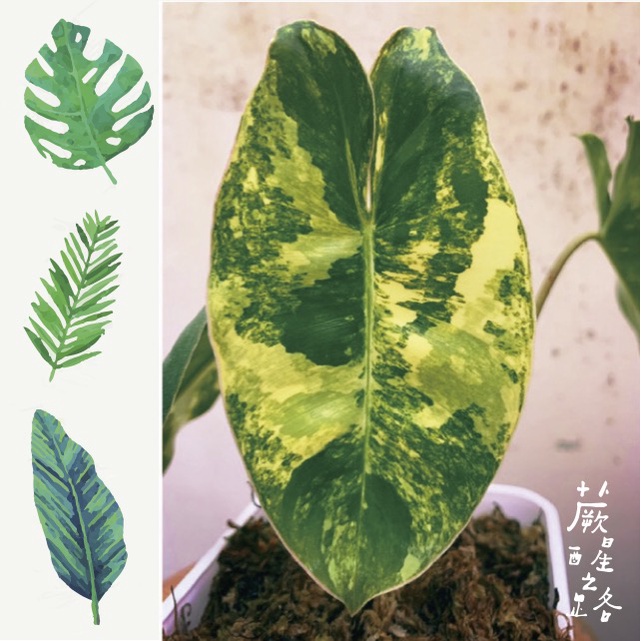 「蕨醒之路」斑葉獨角獸 Philodendron 'Burle Marx' variegated 觀葉植物