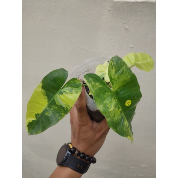 「植家」斑葉獨角獸4吋盆 蔓綠絨 網美植物
