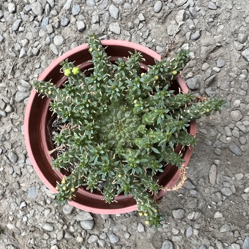 ｜巧琦屋｜孔雀丸 Euphorbia flanaganii（3吋盆）多肉植物 仙人掌 大戟科