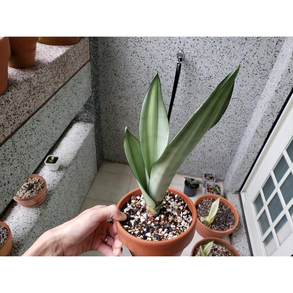 銀后錦虎尾蘭 Sansevieria trifasciata 'Silver Queen' variegated